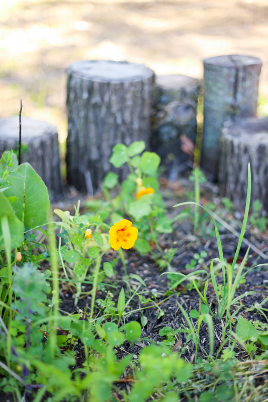 Nasturtium, Planting Pollinator and Chicken Friendly Plants In Your Organic Garden