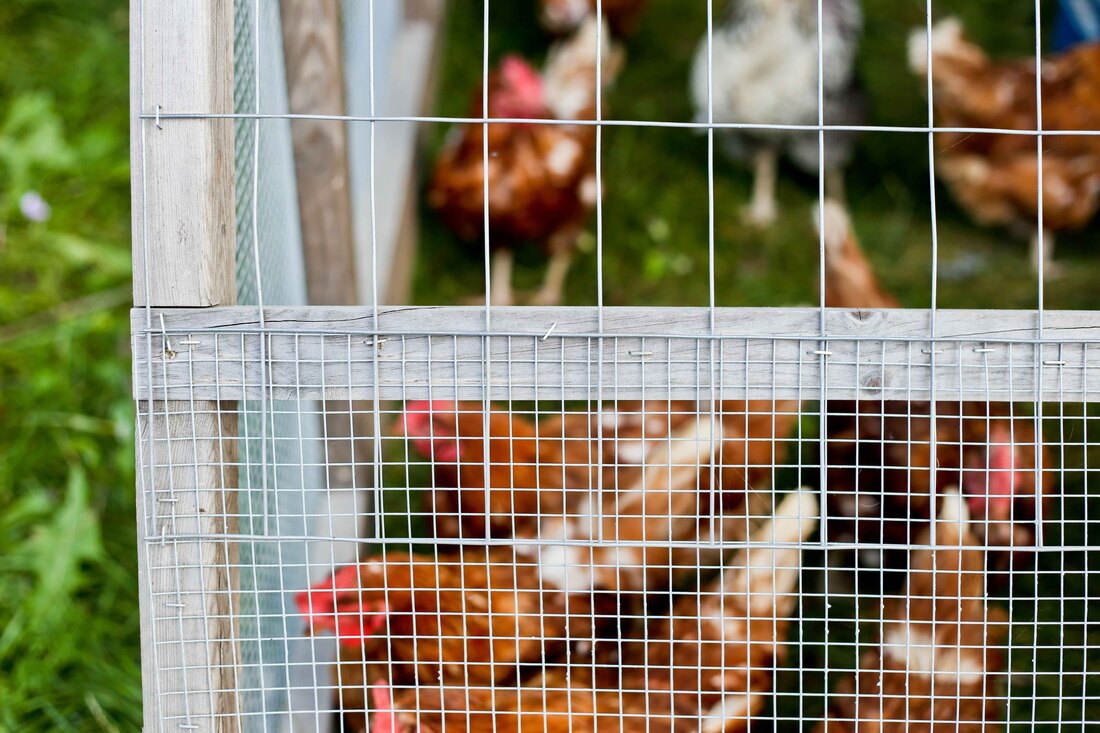 The chicken tractor design is durable and safe