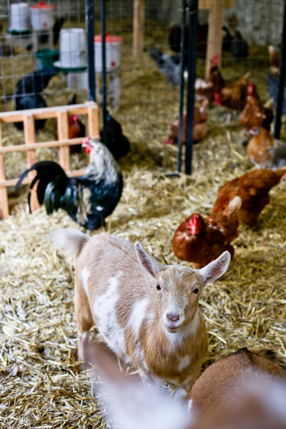 So how do you let chickens in but keep goats out? ​