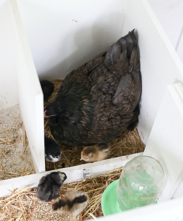 How to hatch chicks using a broody hen