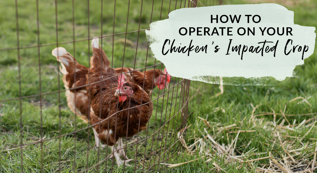 How to operate on your chicken if they have an impacted crop