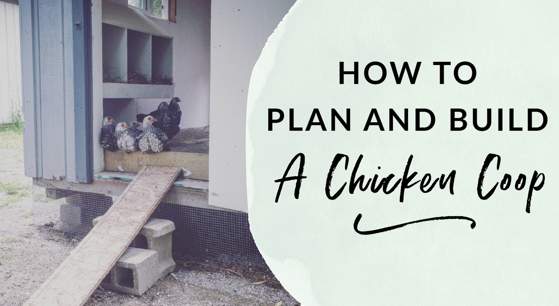 How to plan and build a chicken coop including nesting box build plans