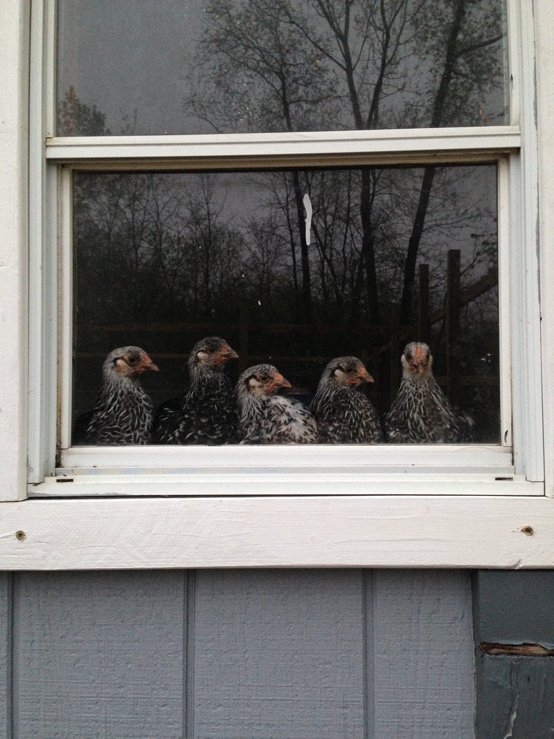 The peanut gallery looks out from their chicken coop window