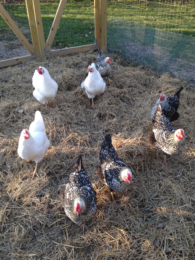 Silver Laced Wyandotte is the best breed for a smaller homestead