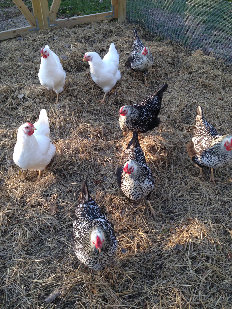 Hens grouped together in the garden