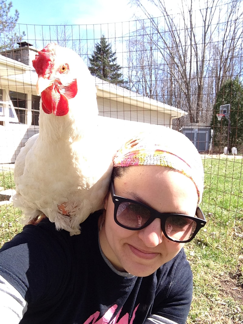 Our chicken survived surgery on her crop