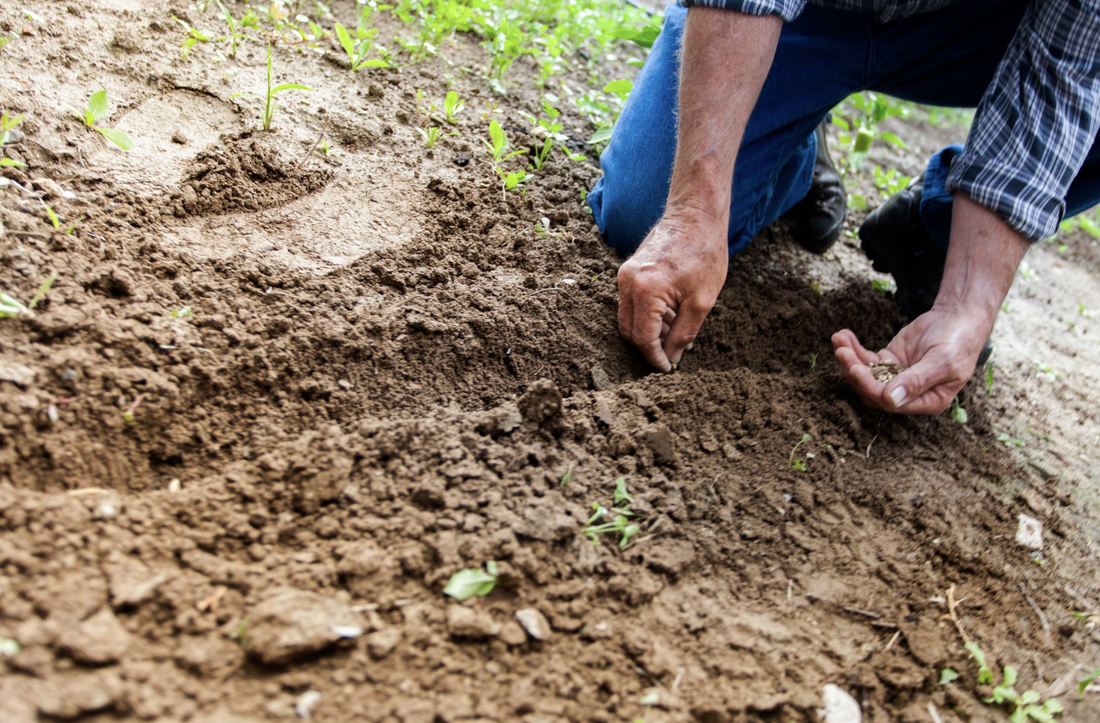 Planting in rows as one of the options when plotting out your organic garden