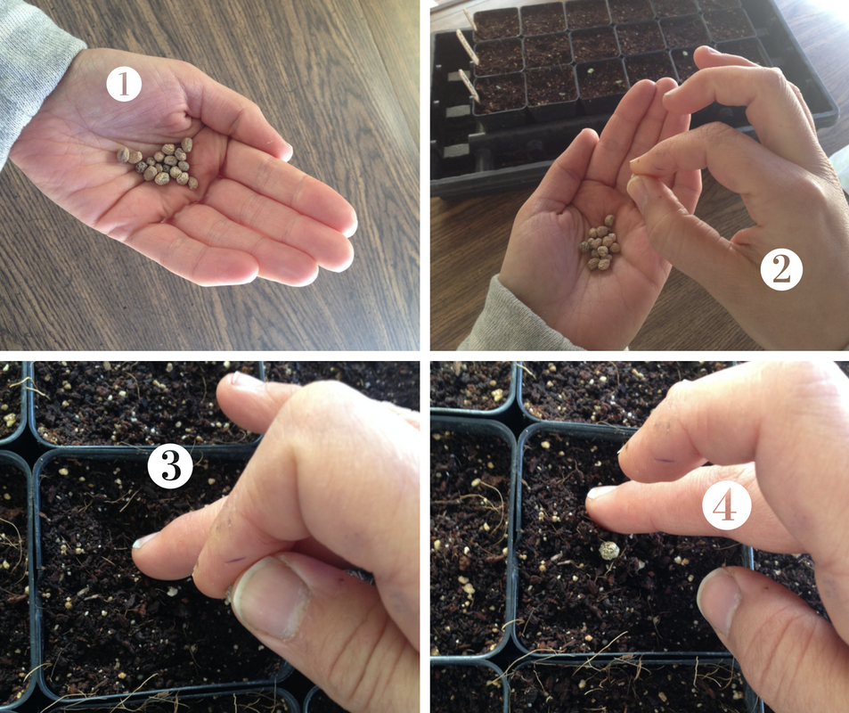 The best way to plant seeds yourself using your hands