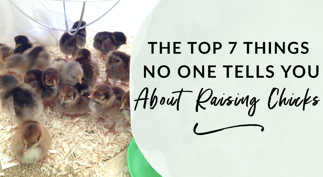 The top seven things no one tells you about raising chicks
