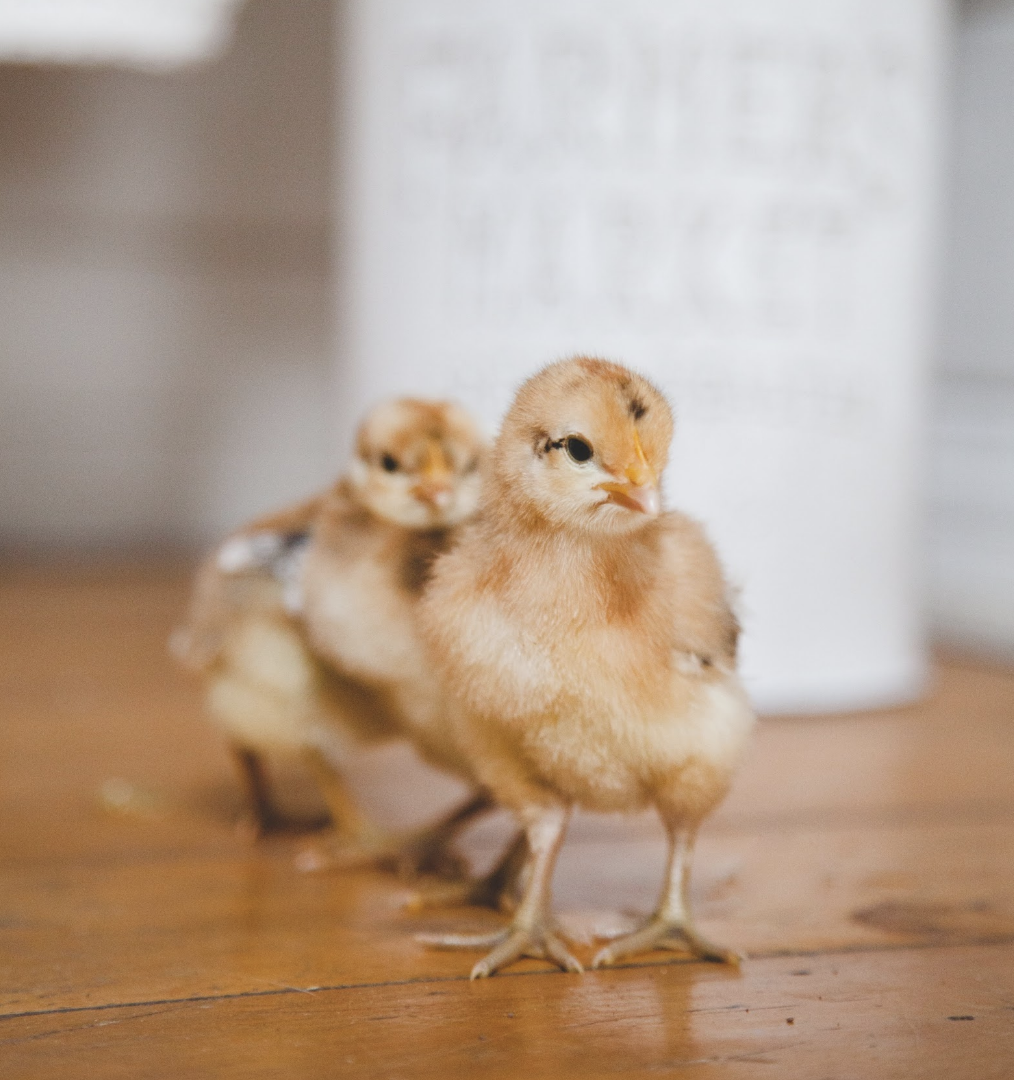 How to hatch your own chicks using an incubator
