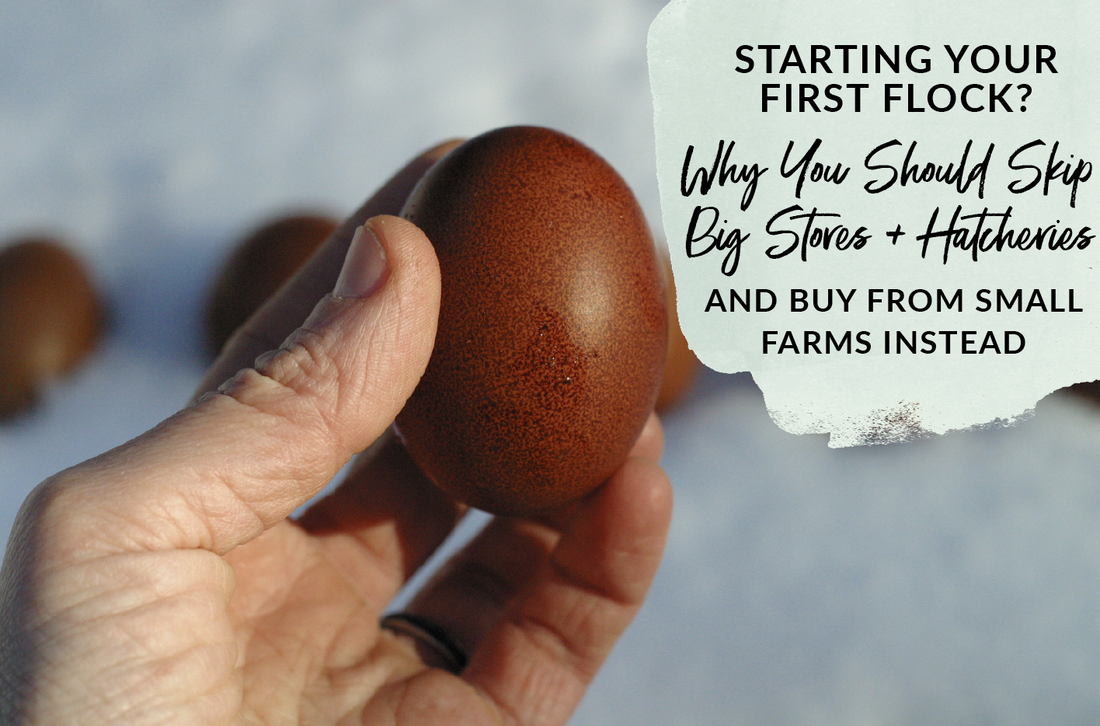 Why you should purchase hatching eggs from small farms and not large hatcheries