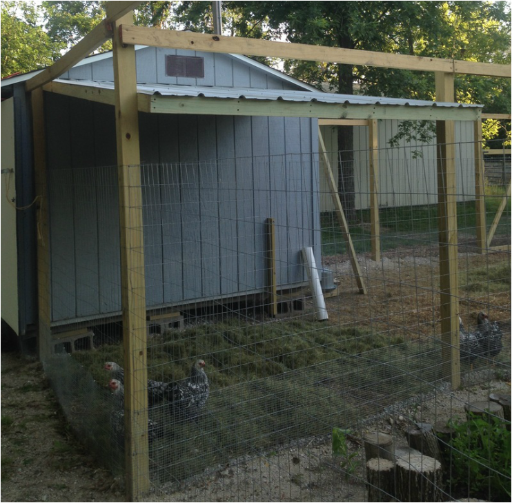 Provide shade for your chickens to keep them comfortable in the heat