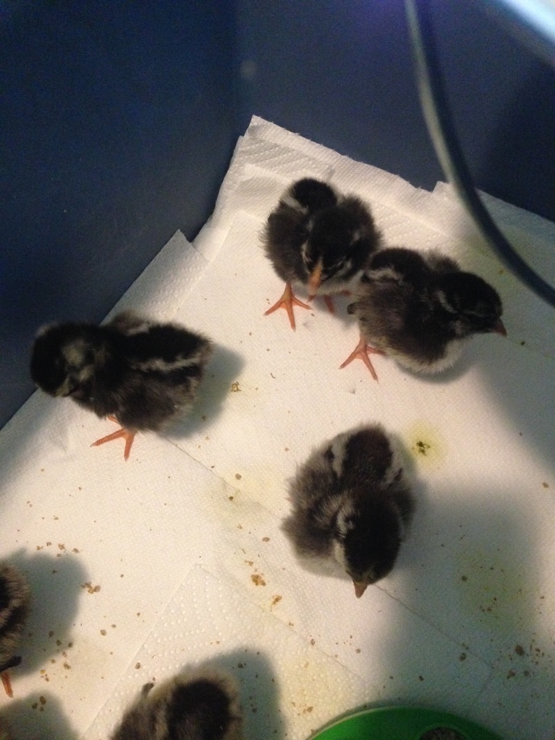 Using paper towels as litter for baby chicks