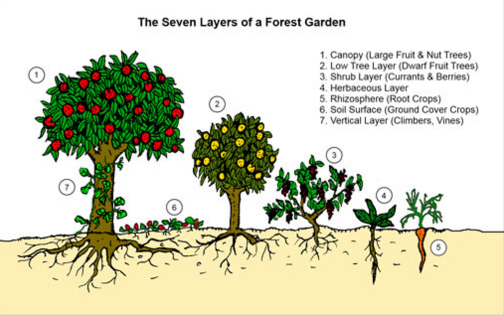 The Food Forest Layers