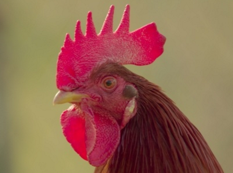 Example of Single Chicken Comb