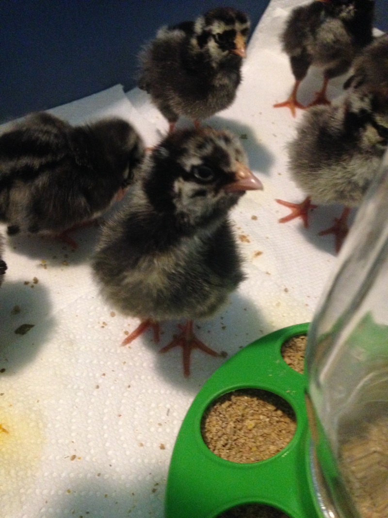 The first week with baby chicks in a brooder box