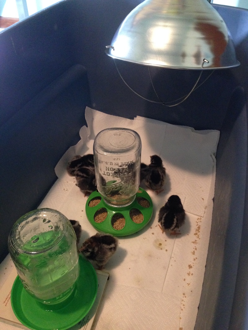 How to get started with raising chicks, the first week