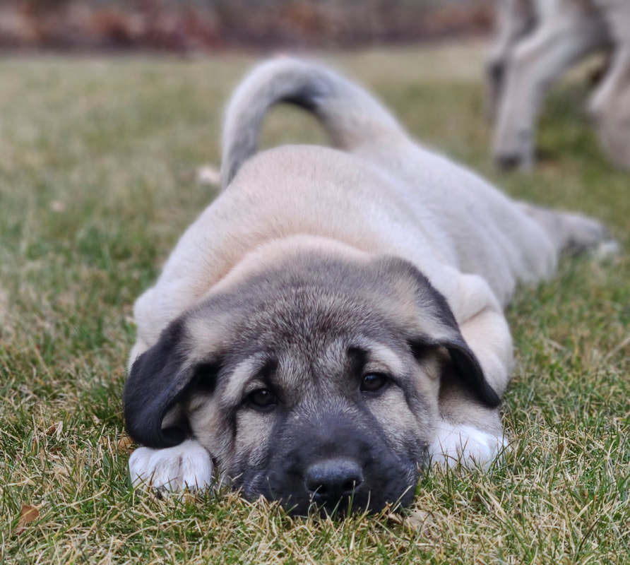 Dezzy our Kangal Puppy at Green Willow Homestead