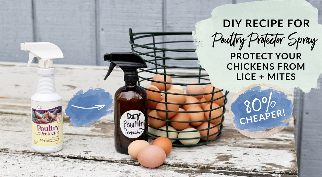 DIY Recipe for Poultry Protector Spray protect your hens from lice and mites