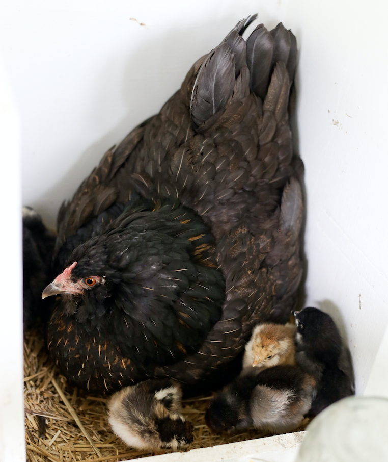 Do you need to move a broody hen to a different spot
