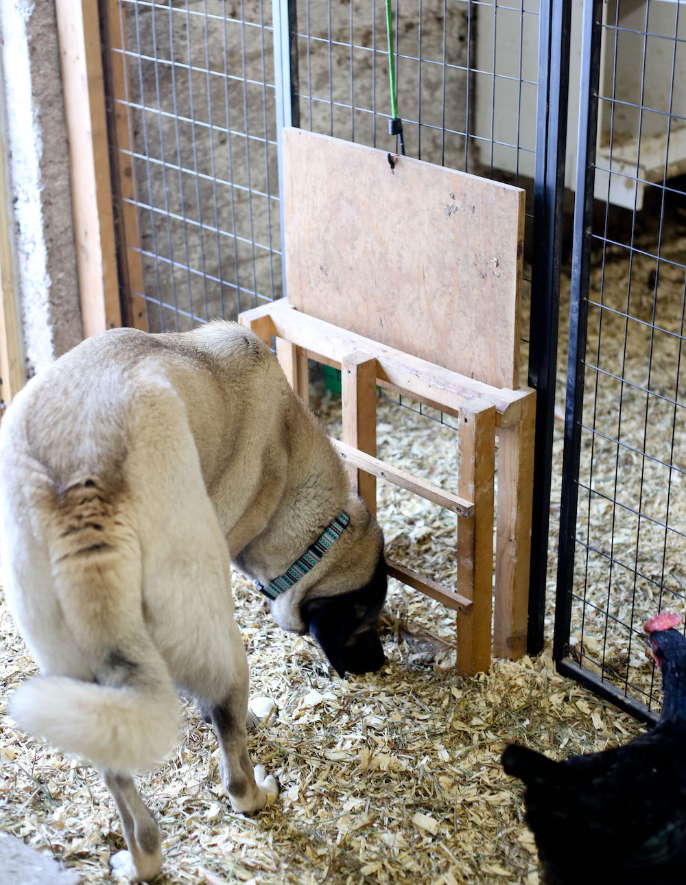 How to keep dogs out of your chicken coop