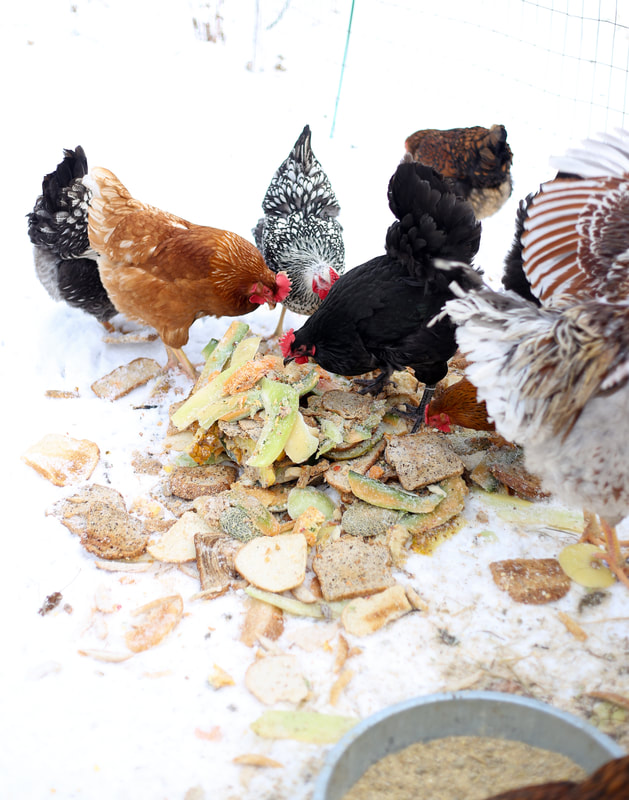 What do you need to feed a backyard chicken