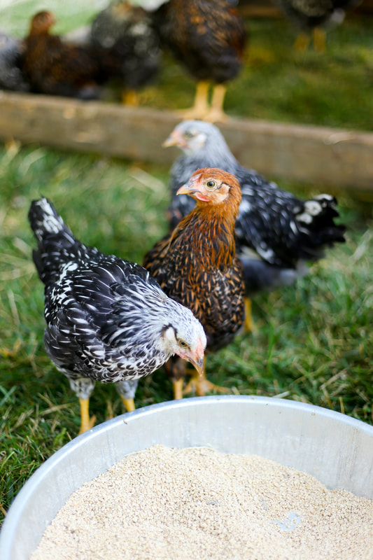 Why wyandottes are the best breed for chicken owners