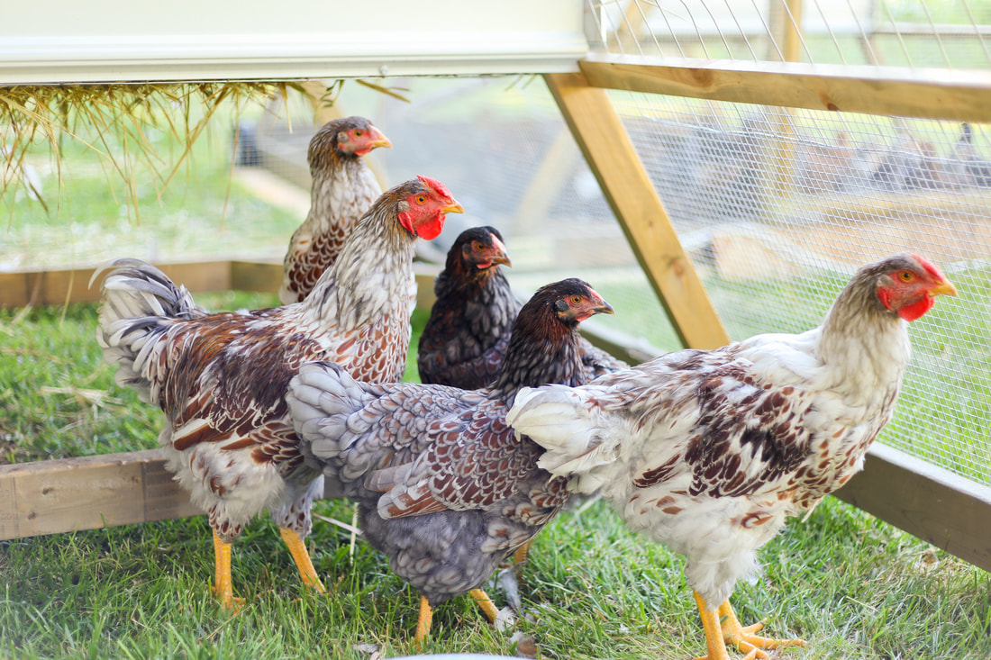 Should you let your backyard chickens free-range?