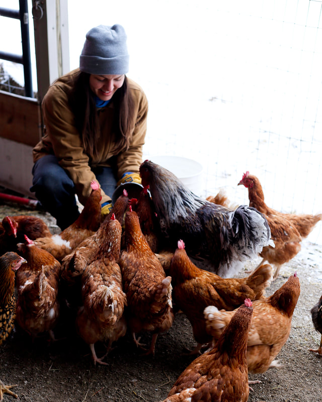 Giving your flock of chickens natural supplements during the winter keeps them healthy
