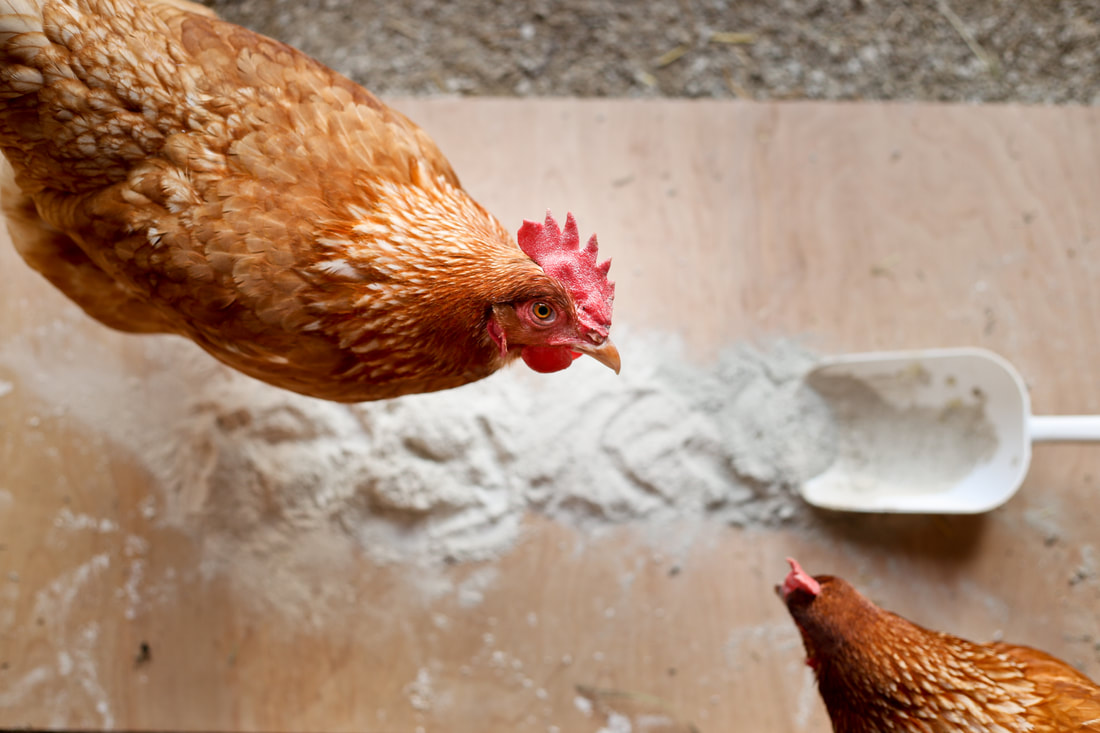 How to make your own coop refresher deodorizer for your chickens
