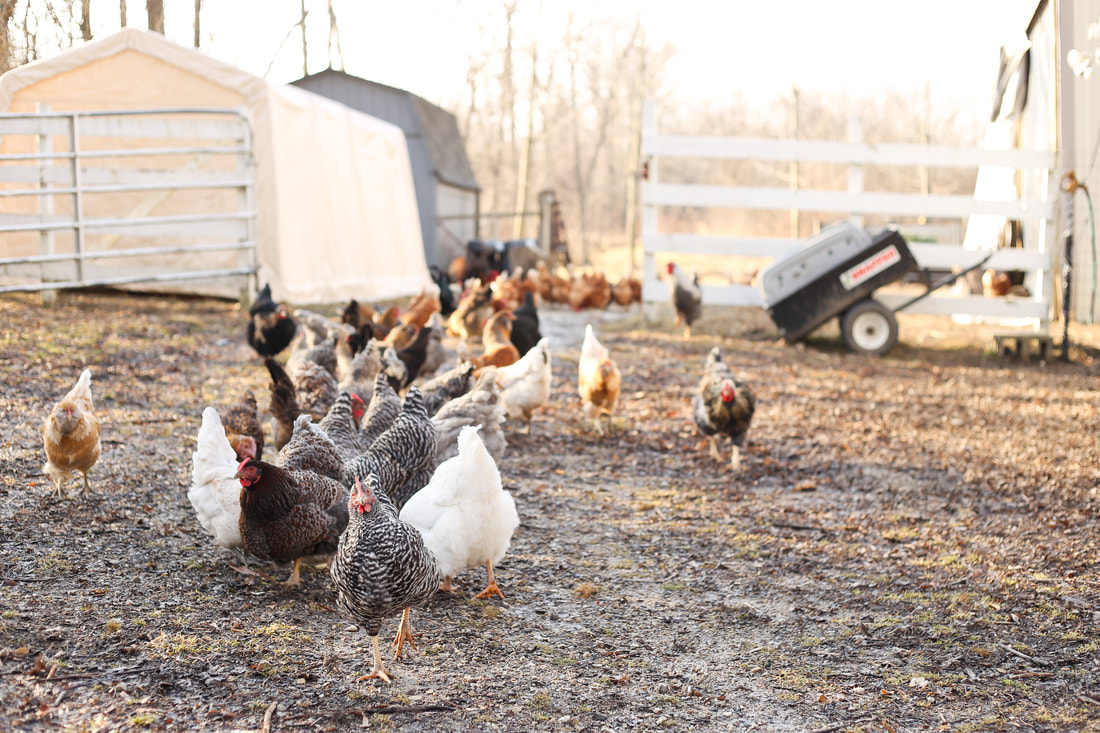 What to give your hens in the winter to keep them healthy