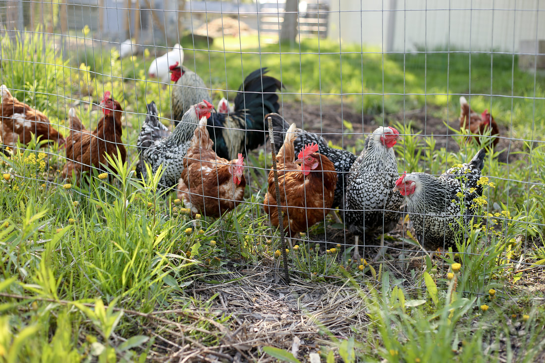 What breed of chicken is the best for backyard flocks
