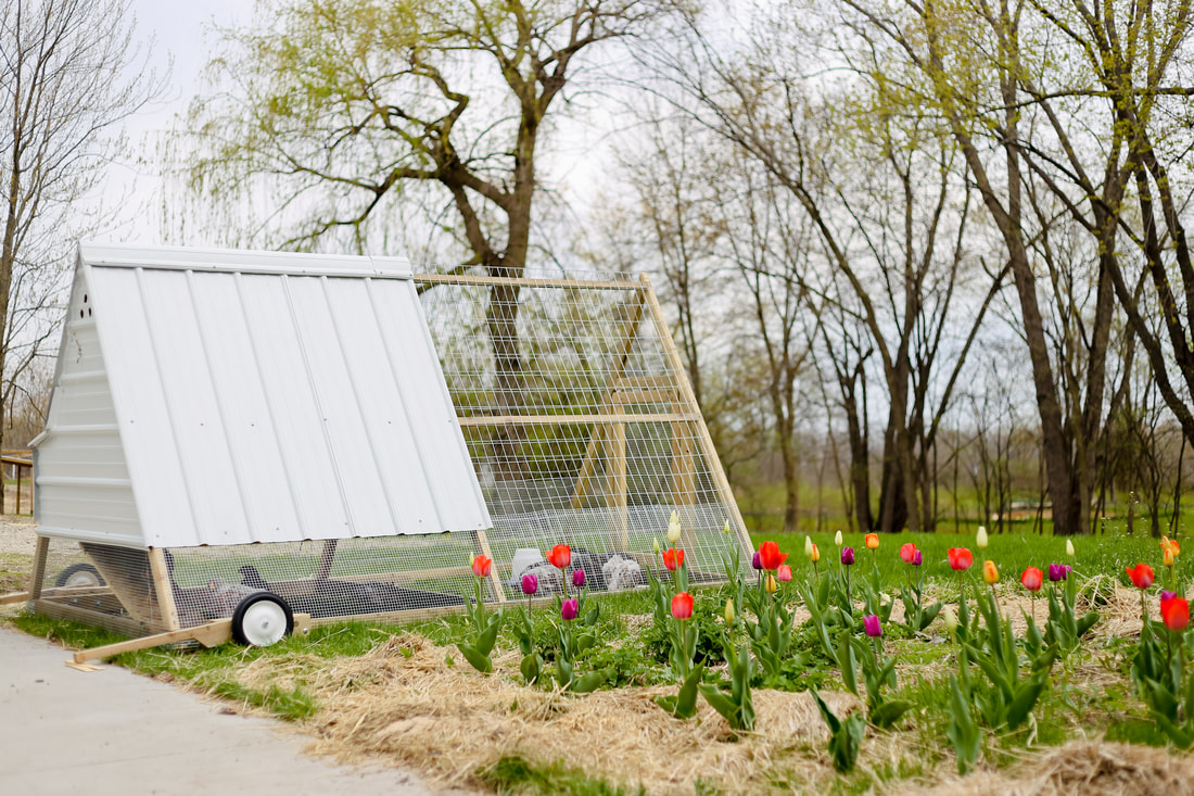 Mobile chicken tractor by Green Willow Homestead