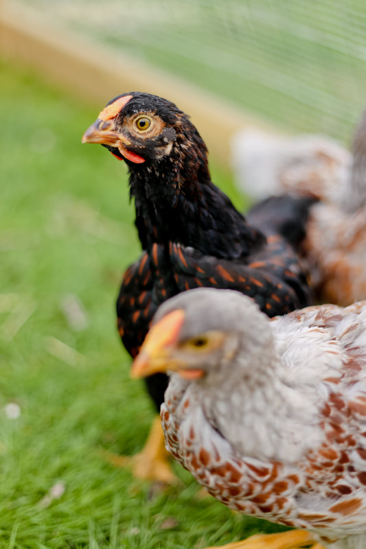 Figure out if you can own chickens where you live before you do anything else
