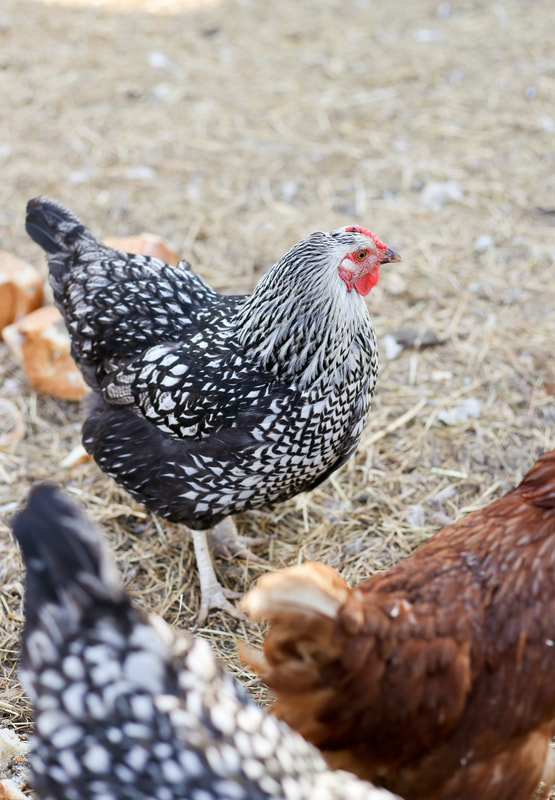 why the silver laced wyandotte is the best breed for homesteads