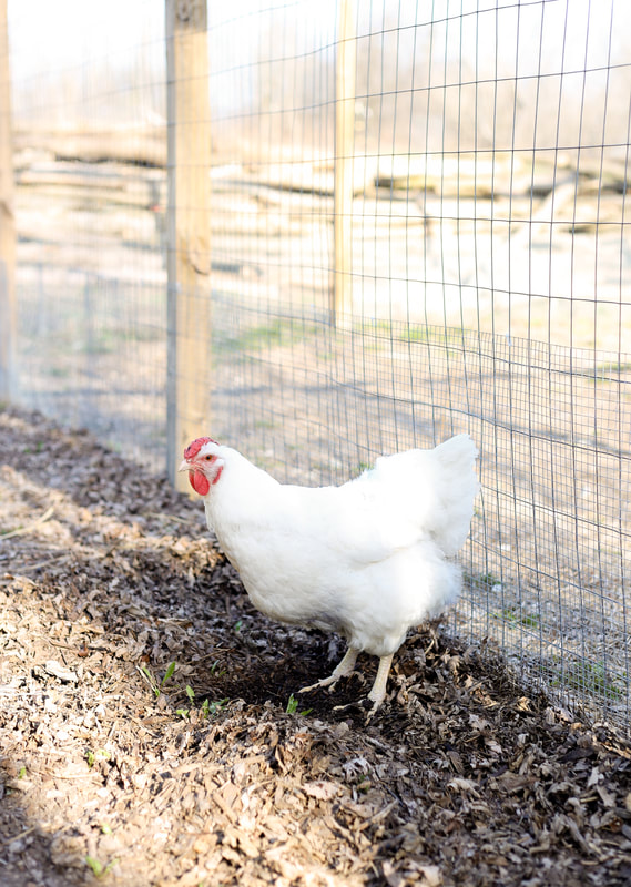 Chickens will make a full recovery from impacted crop surgery