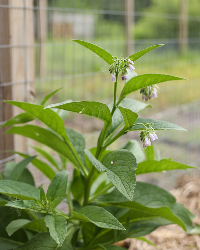 Comfrey is a wonderful plant to have for the organic vegetable garden