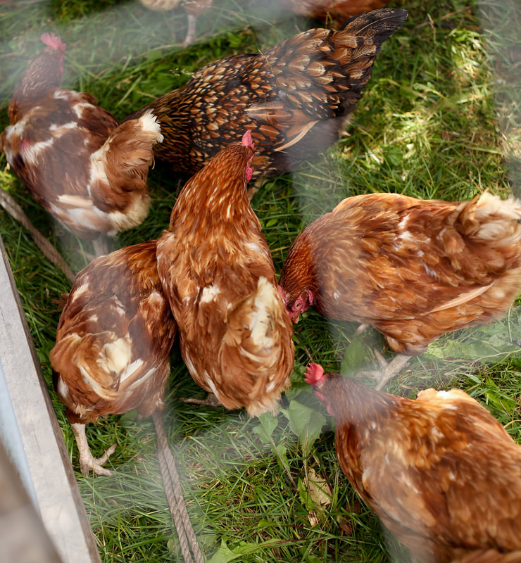 The chickens boosted our biodiversity