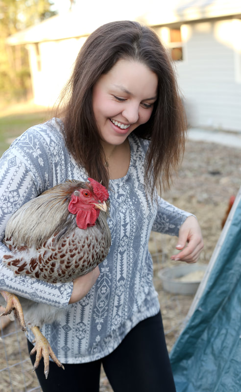 Handling a rooster everyday will help keep them used to human interaction