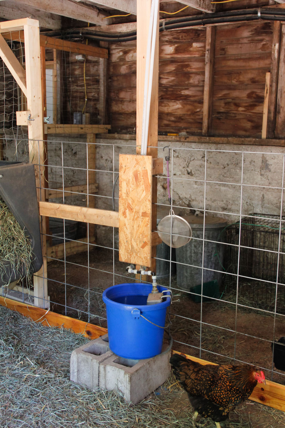 Sanitation and keeping goats and chickens healthy