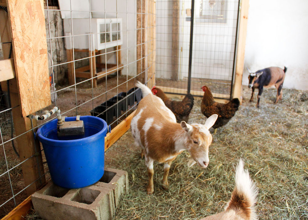 How to set up your barn to keep chickens and goats together
