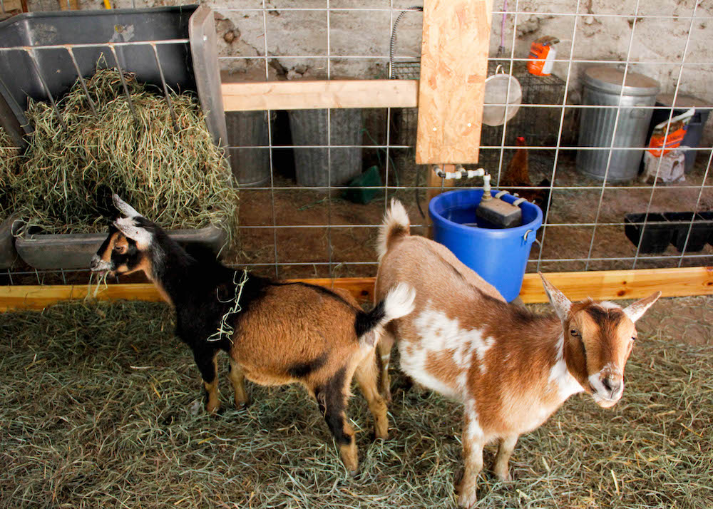 How to set up a goat pen