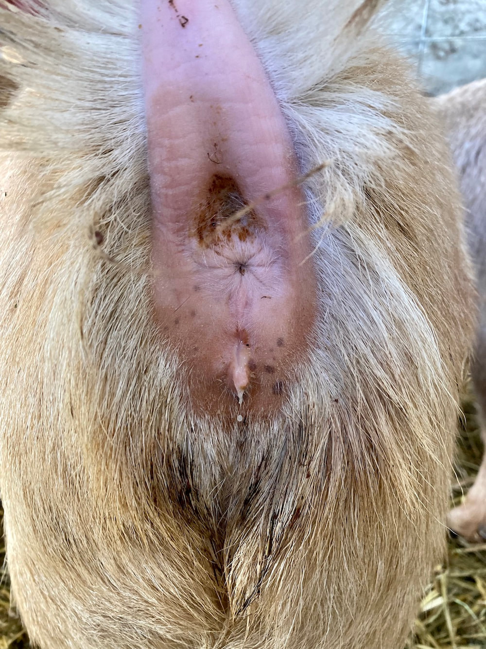 Example of goat cervical mucus