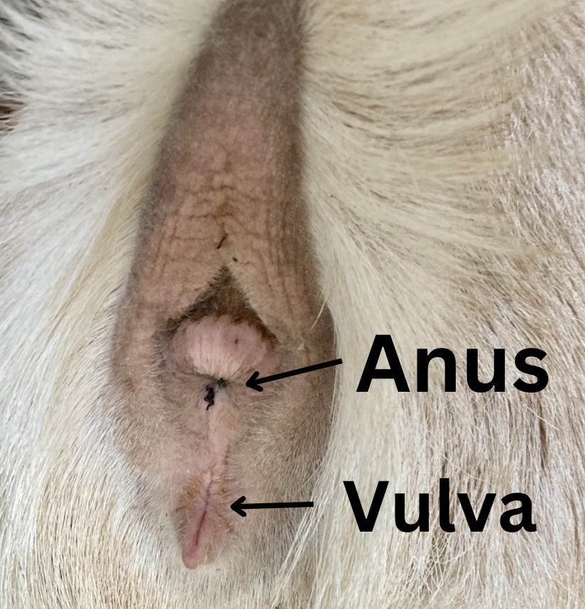 Goat vulva example