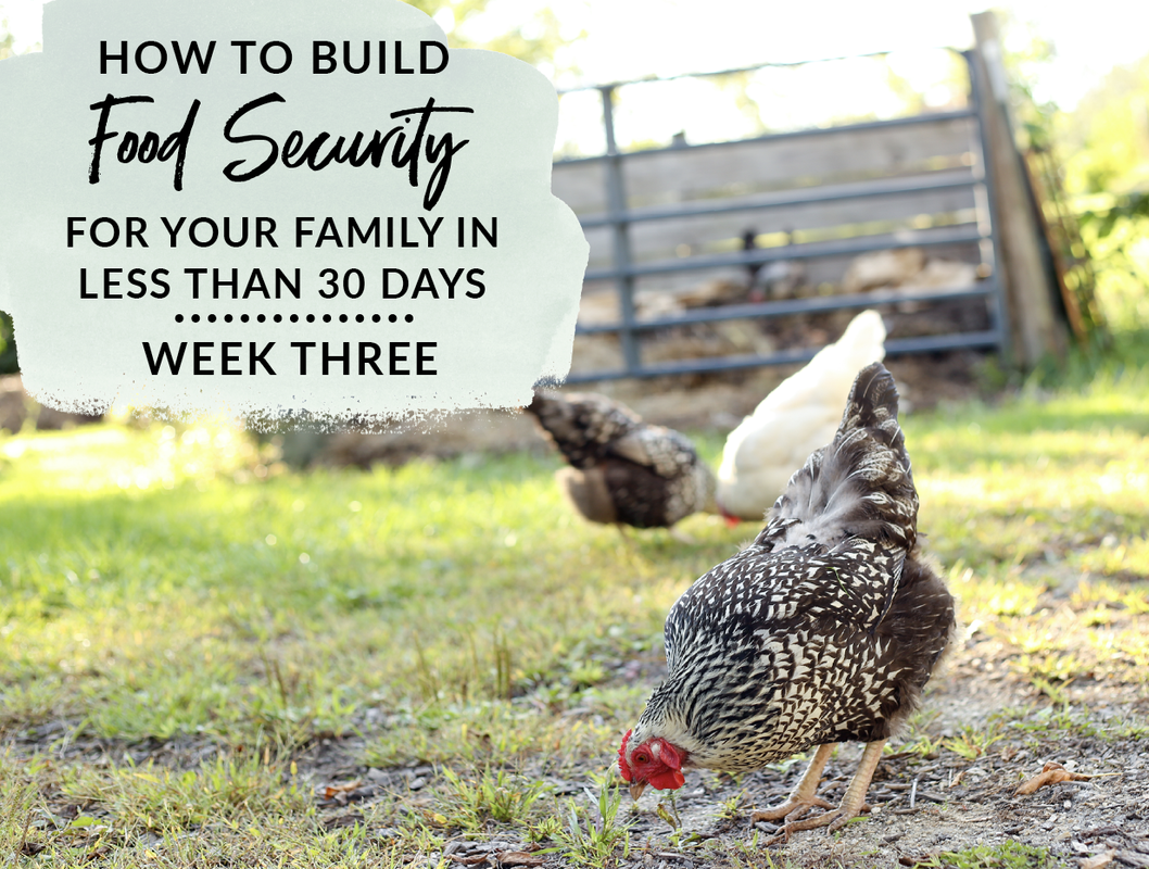 How to build food security for your family week 3