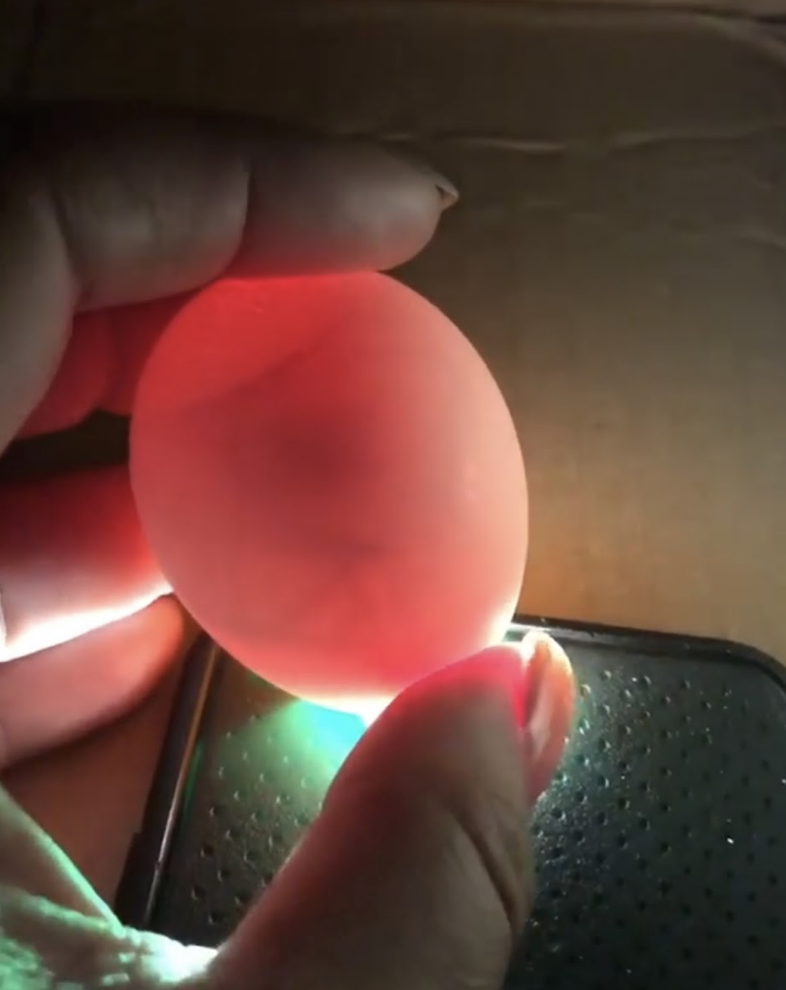 How to candle your hatching eggs