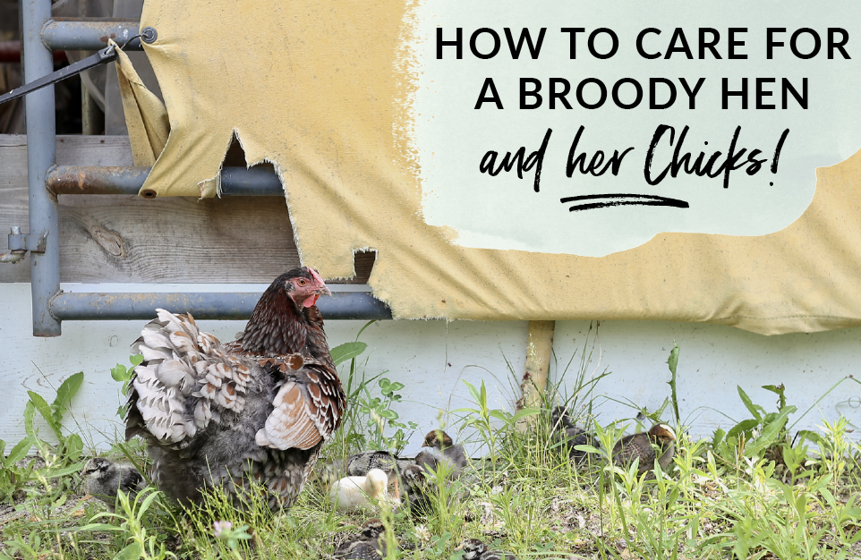 How to care for a broody hen and her chicks as they grow