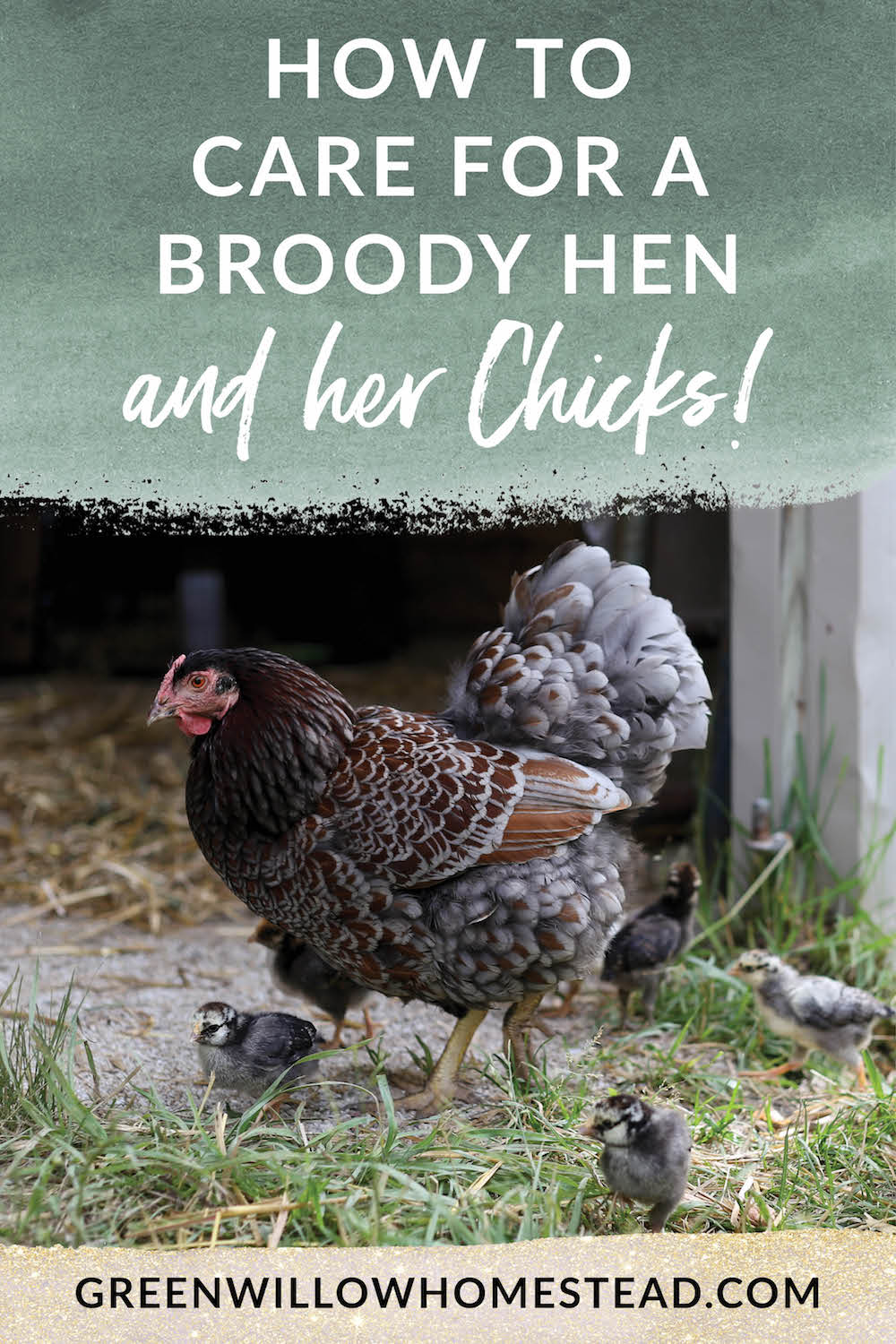 How to care for a broody hen and her chicks