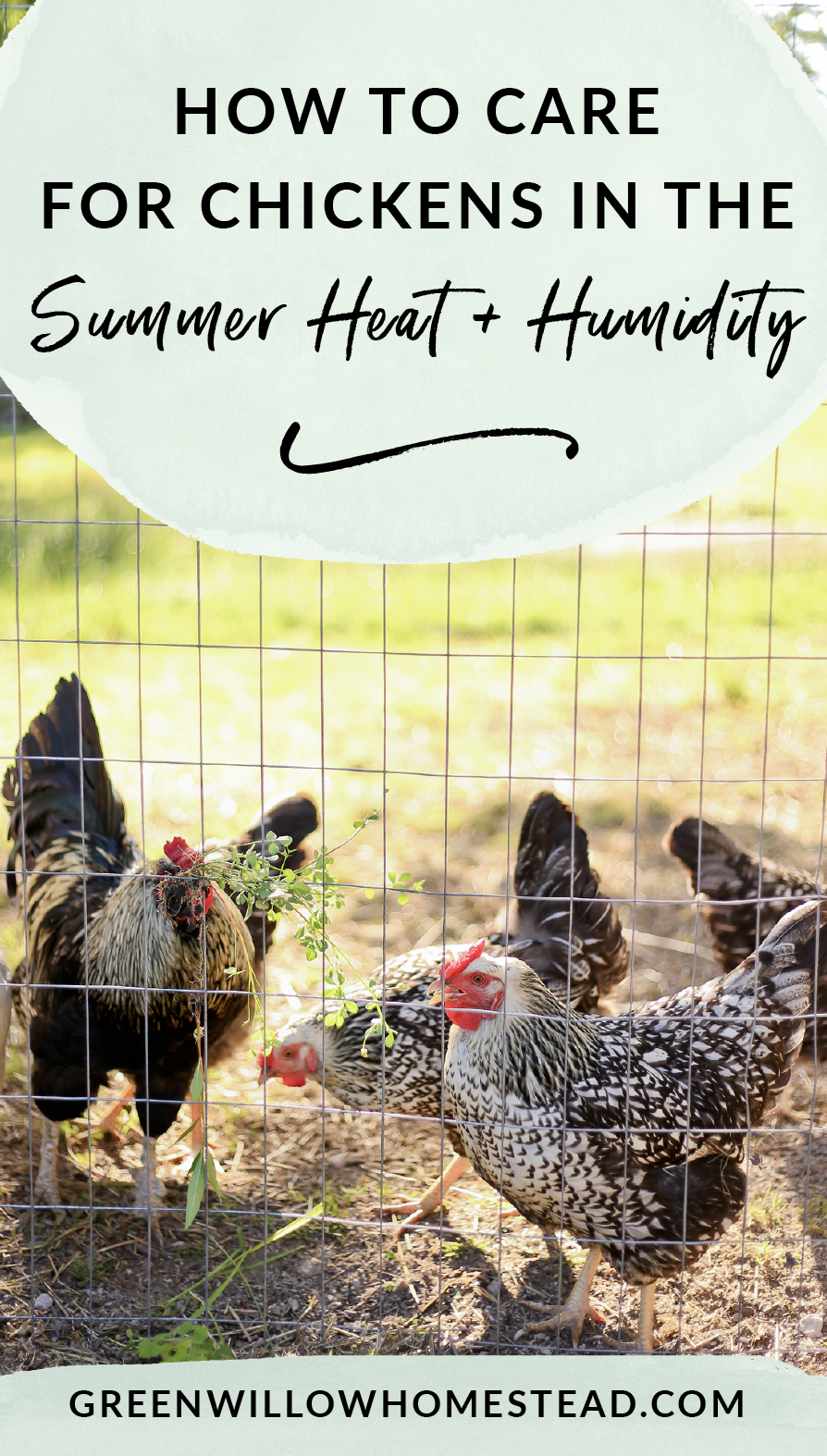 How to care for chickens in the summer heat and humidity, a couple great chicken keeping hacks