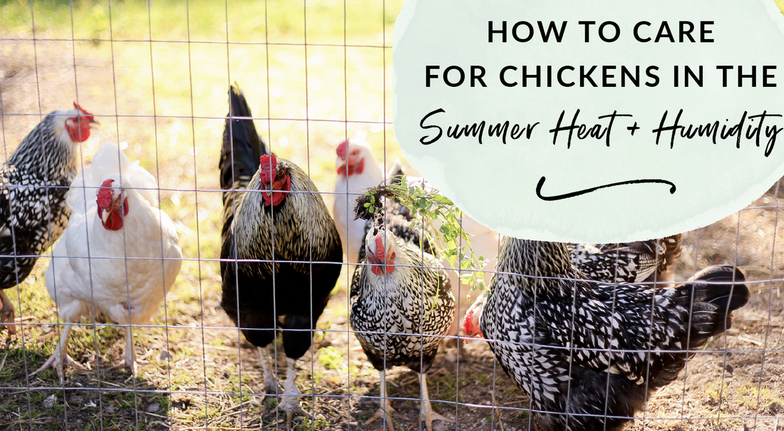 How to care for chickens in the summer heat and humidity